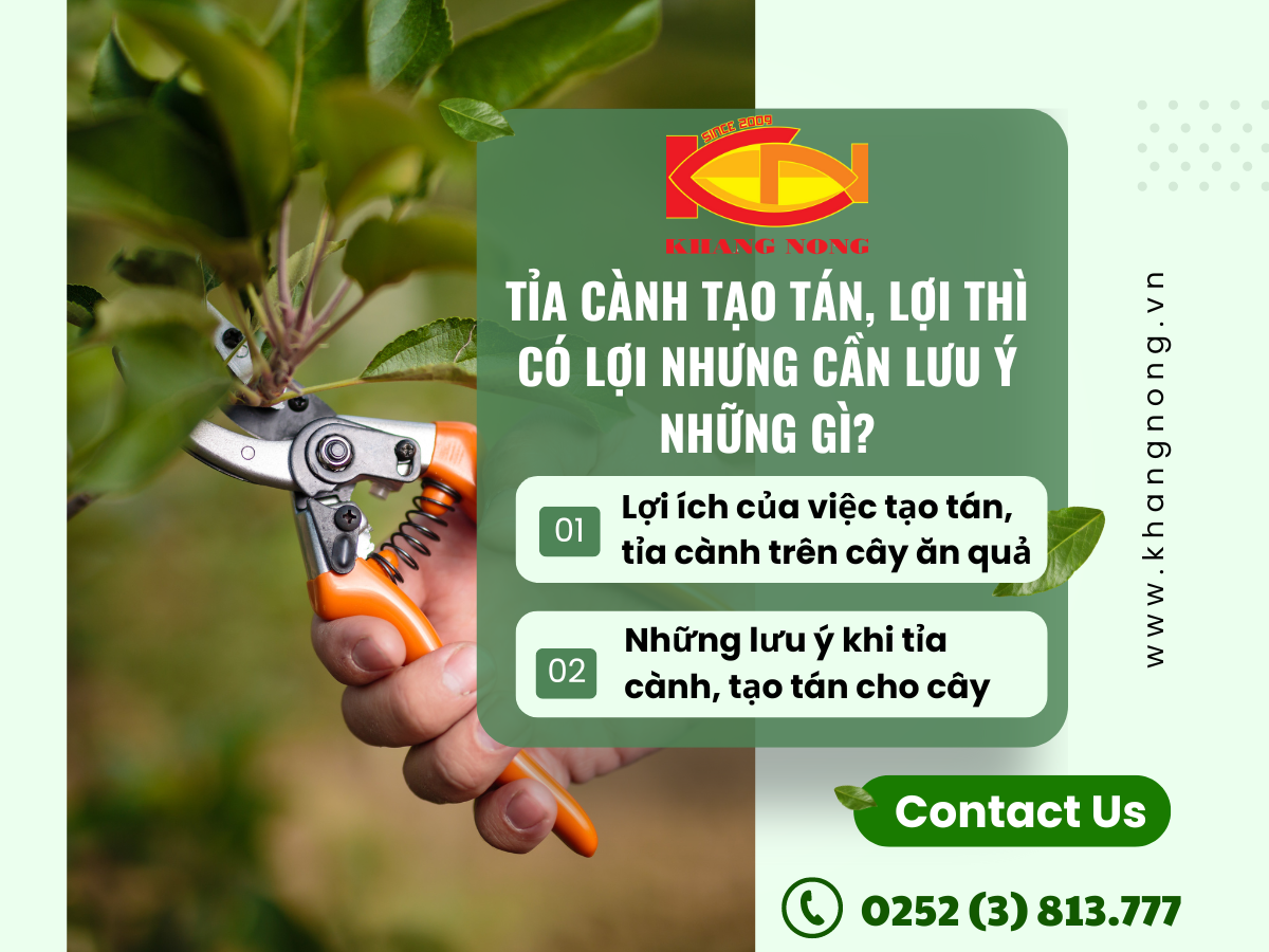 TỈA CÀNH TẠO TÁN, LỢI THÌ CÓ LỢI NHƯNG CẦN LƯU Ý NHỮNG GÌ?